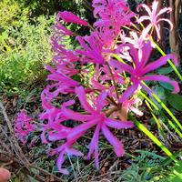 Bulbi Nerina Bowenii