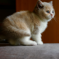 BRITISH Shorthair cucciola