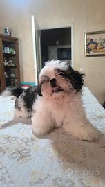 Cuccioli Shih-Tzu