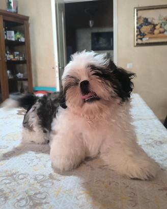 Cuccioli Shih-Tzu