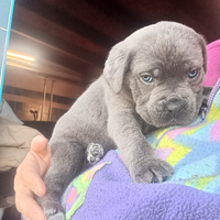 Cuccioli di cane corso