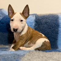 Bull terrier miniature
