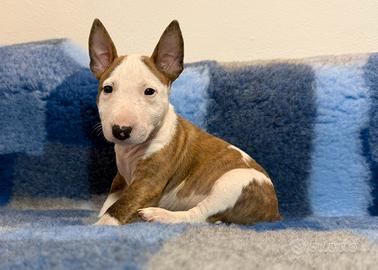 Bull terrier miniature