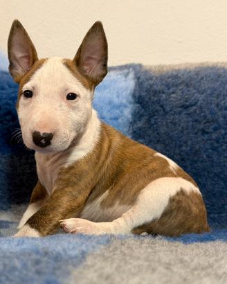 Bull terrier miniature