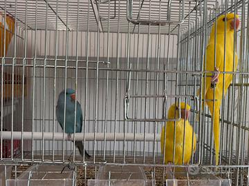 Parroccheti dal collare con gabbia