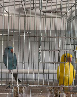 Parroccheti dal collare con gabbia