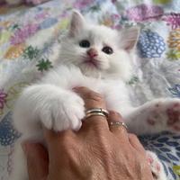 Cuccioli Ragdoll disponibili