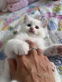 Cuccioli Ragdoll disponibili