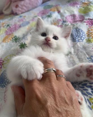 Cuccioli Ragdoll disponibili