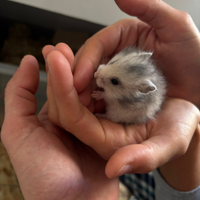 Criceti dorati a Pisa