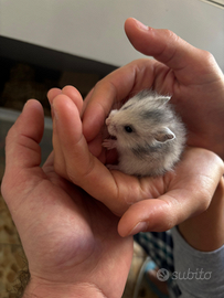 Criceti dorati a Pisa