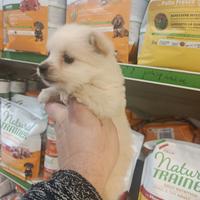 Cucciolo di volpino piccolo