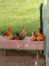 Galli e galline nane