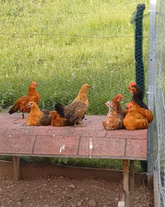 Galli e galline nane