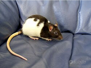 Ratti domestici di 2 e 4 mesi