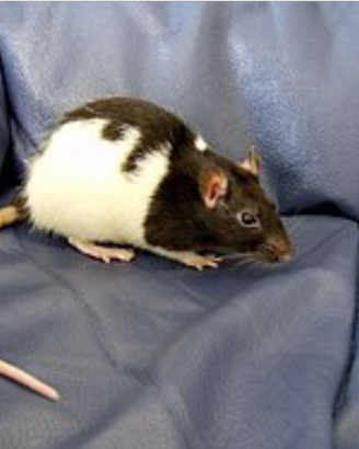 Ratti domestici di 2 e 4 mesi