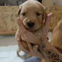 Cuccioli golden retriever con pedigree