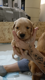 Cuccioli golden retriever con pedigree