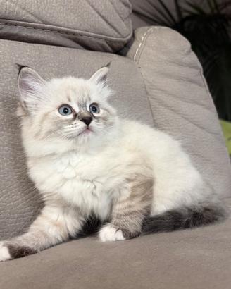 Gatto Siberiano Femmina con Pedigree