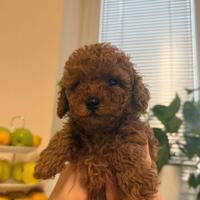 Barboncini riccio color red