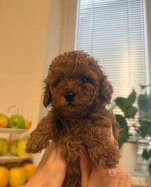 Barboncini riccio color red