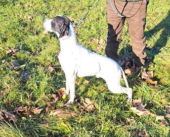 pointer con pedigree  per monta 