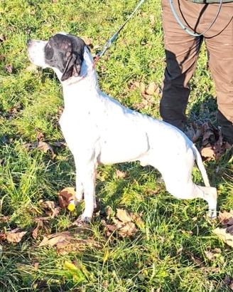pointer con pedigree  per monta 