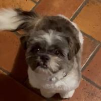 Maschio di Shih Tzu tricolore riproduttore