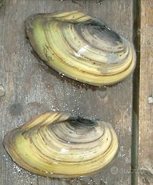 Vongole d'acqua dolce filtro naturale