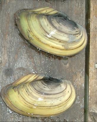 Vongole d'acqua dolce filtro naturale