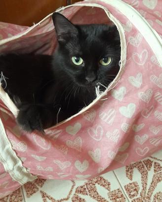 Mamma gatta e figli in adozione