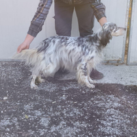 Setter inglese fortissima sulle beccacce