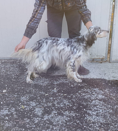 Setter inglese specialista sulle beccacce