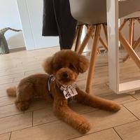 Barboncino toy per monta