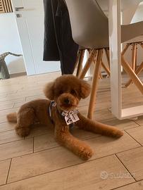 Barboncino toy per monta