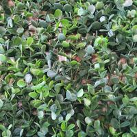 pannello siepe artificiale bosso