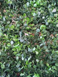 pannello siepe artificiale bosso