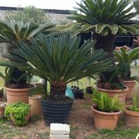 cycas o cicas