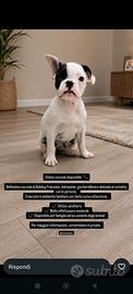 Bulldog francese femmina