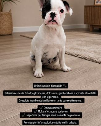 Bulldog francese femmina