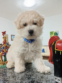 Maltipoo morbidissimo