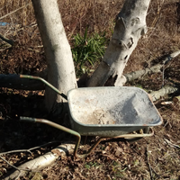 Due tronchi di noce nazionale