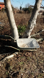 Due tronchi di noce nazionale