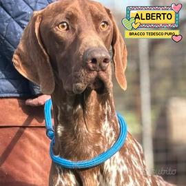 ALBERTO bracco tedesco puro in adozione