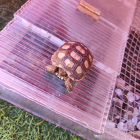 Tartaruga terra solcata