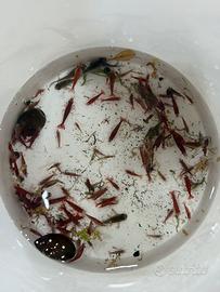 Bloody Mary neritine cory pygmei