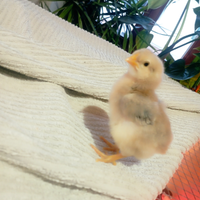 Disponibili zona tortona /Serravalle pulcini ornam