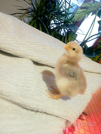 Disponibili zona tortona /Serravalle pulcini ornam