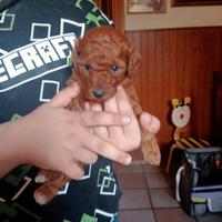 Cuccioli barboncino