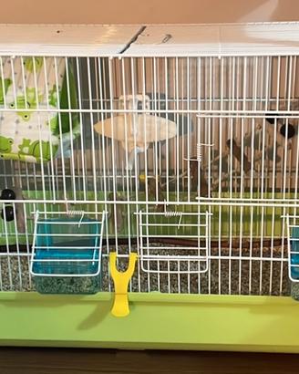 Gabbietta/ voliera per pappagalli